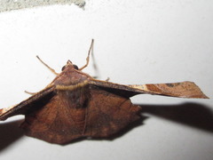 Fascellina chromataria