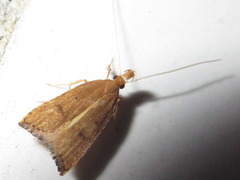 Lecitholaxa thiodora