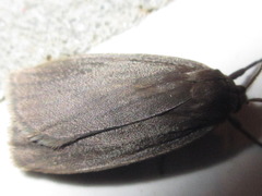 Amphipyra livida