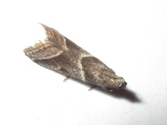 Nyctegretis triangulella