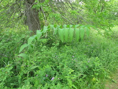 Polygonatum biflorum commutatum