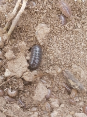 Armadillidium vulgare