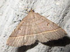 Paracolax trilinealis