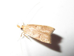 Lecitholaxa thiodora