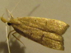 Lecitholaxa thiodora