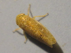Matsumurella