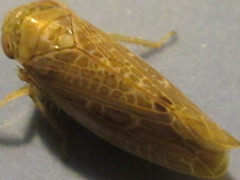 Matsumurella