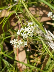 Platysace heterophylla heterophylla