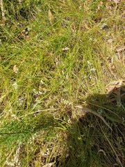 Platysace heterophylla heterophylla