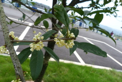 Osmanthus fragrans