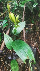 Psilochilus modestus