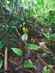 Psilochilus modestus