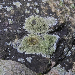 Physcia thomsoniana