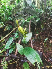 Psilochilus modestus