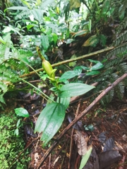 Psilochilus modestus