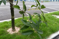 Osmanthus fragrans