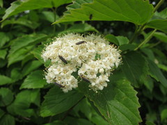 Rhagonycha