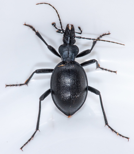 Pore-winged Snail-eating Beetle photo 4