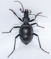 Scaphinotus striatopunctatus