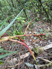 Tillandsia standleyi