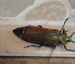 Cheloderus childrenii