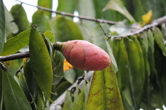 Brownea ariza