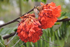 Brownea ariza