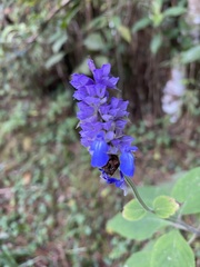 Salvia mocinoi