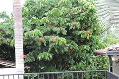 Brownea ariza