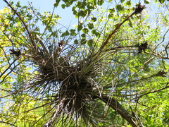 Tillandsia juncea
