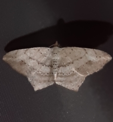 Psamatodes pernicata