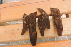 Brownea ariza