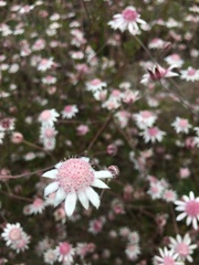 Actinotus forsythii
