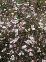 Actinotus forsythii