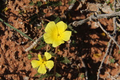 Tribulus zeyheri