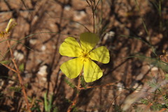 Tribulus zeyheri