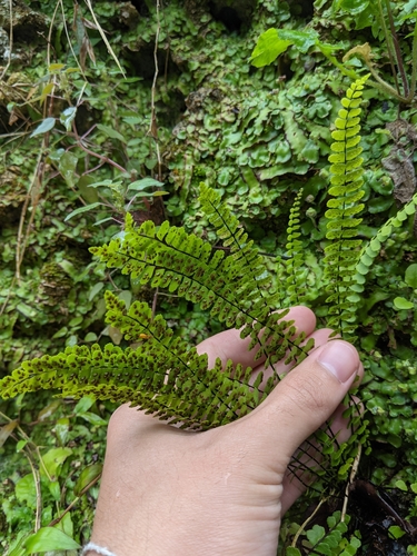 Asplenium heterochroum image