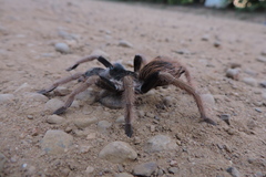 Megaphobema robustum