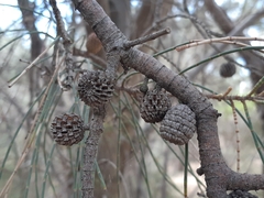 Casuarina obesa