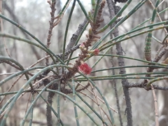 Casuarina obesa