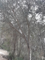 Casuarina obesa