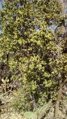 Bonellia macrocarpa