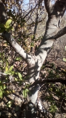 Bonellia macrocarpa