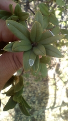 Bonellia macrocarpa
