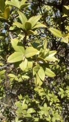 Bonellia macrocarpa