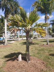 Pritchardia pacifica