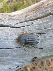 Trichaulax philipsii