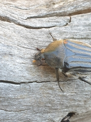 Trichaulax philipsii