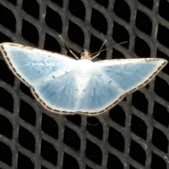Leuciris