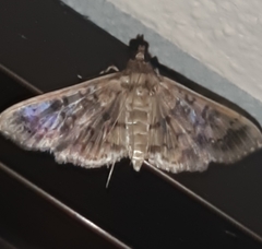 Steniini
